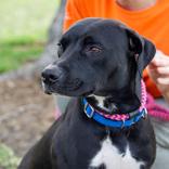 Mumbis, a ADOPTABLE mixed breed in Hilliard, OH image 3/3