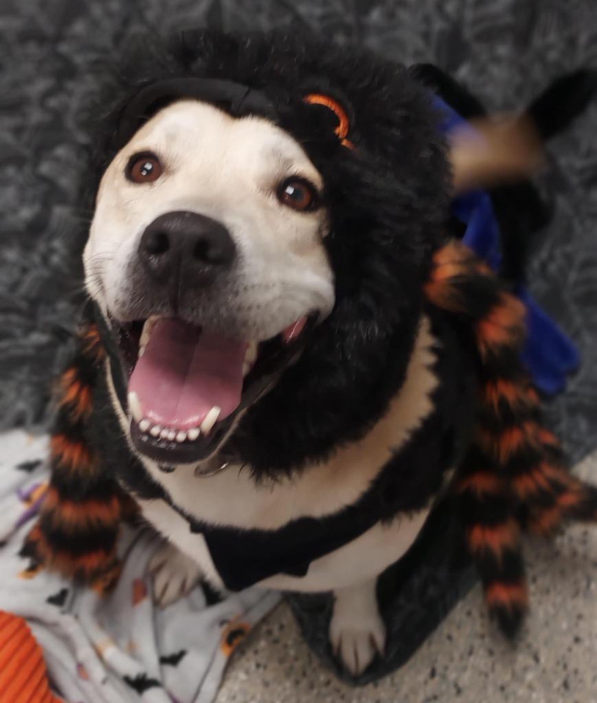 Dasher, Adoptable, Adult Male Husky & Pit Bull Terrier.