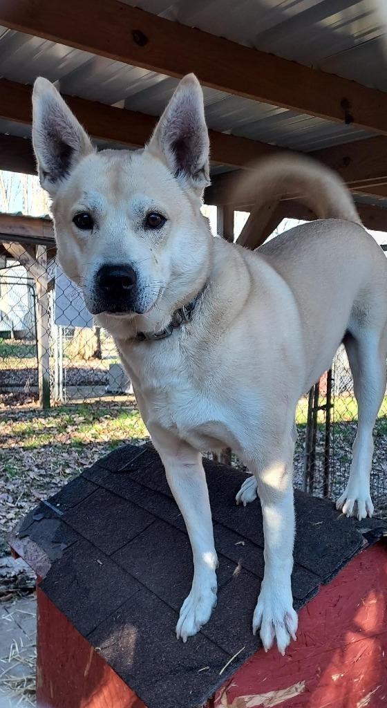 Dasher, a Adoptable mixed breed in Saint Clairsville, OH image 2/4