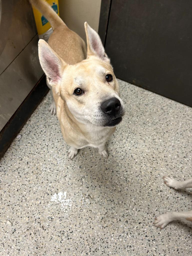 Enlarge Dasher, a Adoptable mixed breed in Saint Clairsville, OH image 2/4