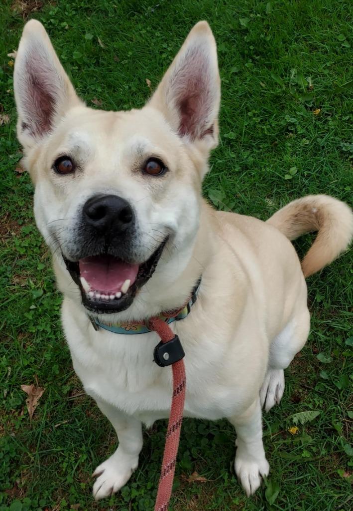 Enlarge Dasher, a Adoptable mixed breed in Saint Clairsville, OH image 4/4