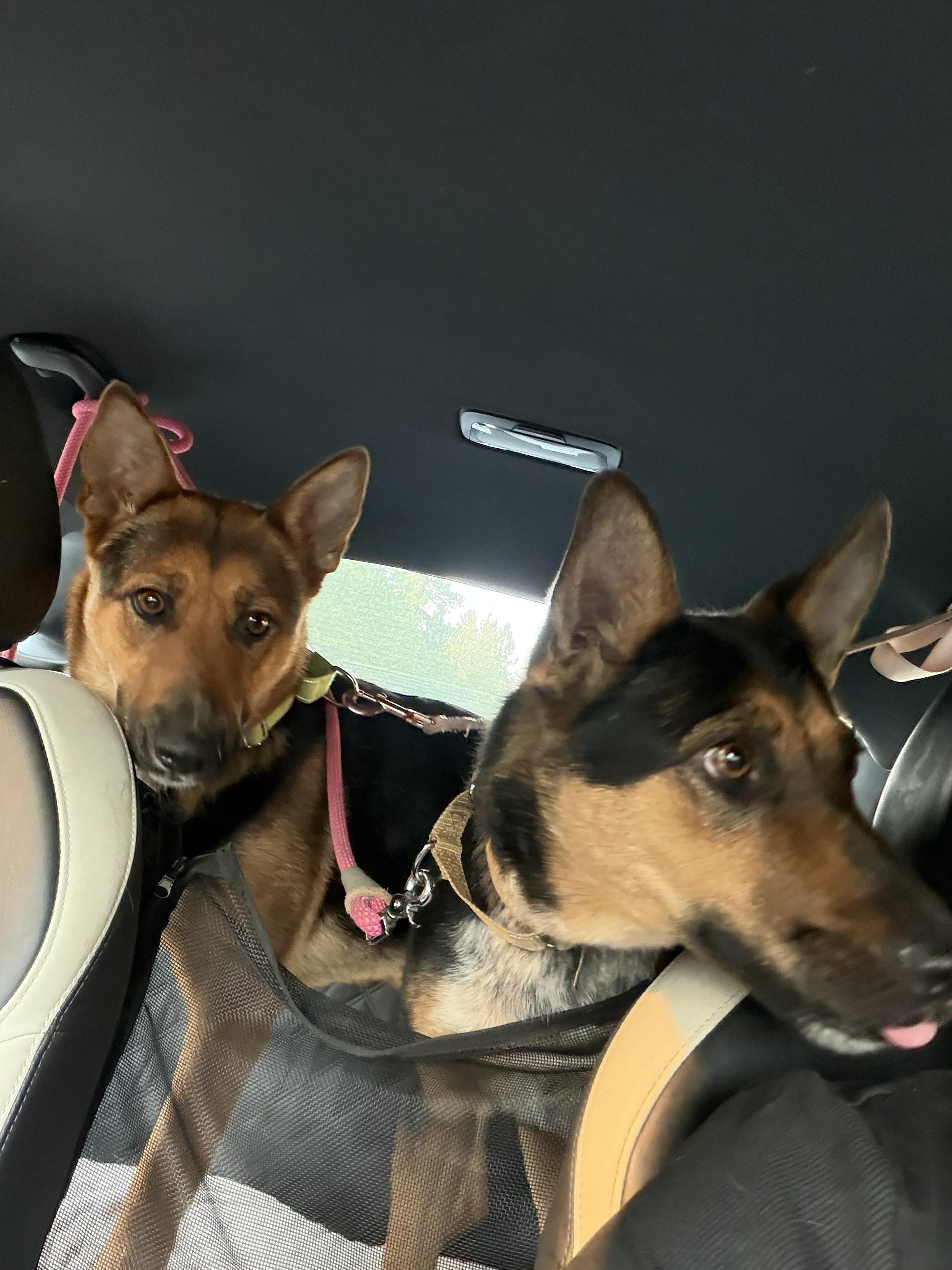 Enlarge Mesa, a Adoptable mixed breed in Plummer, ID image 3/5