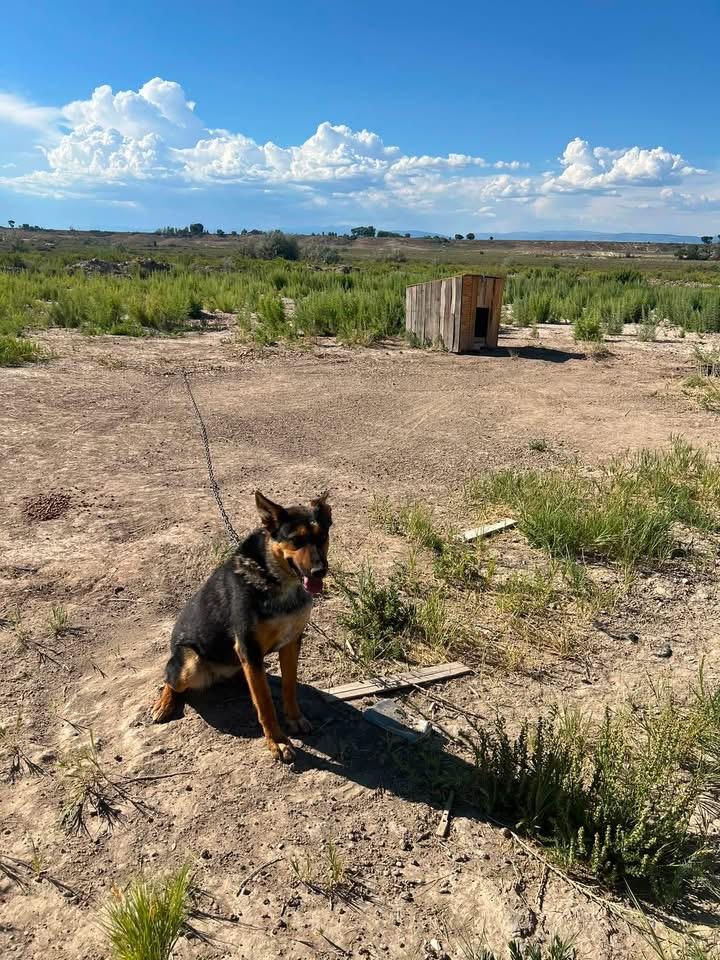 Enlarge Mesa, a Adoptable mixed breed in Plummer, ID image 4/5