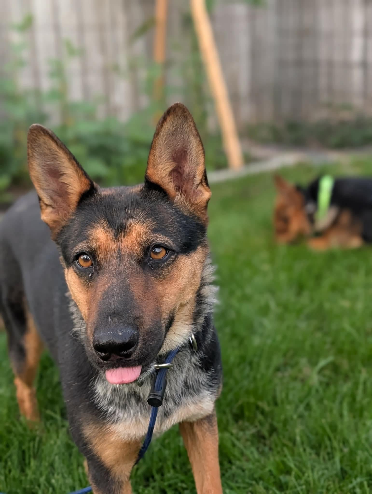 Mesa, Adoptable, Young Female German Shepherd Dog & Australian Cattle Dog / Blue Heeler.