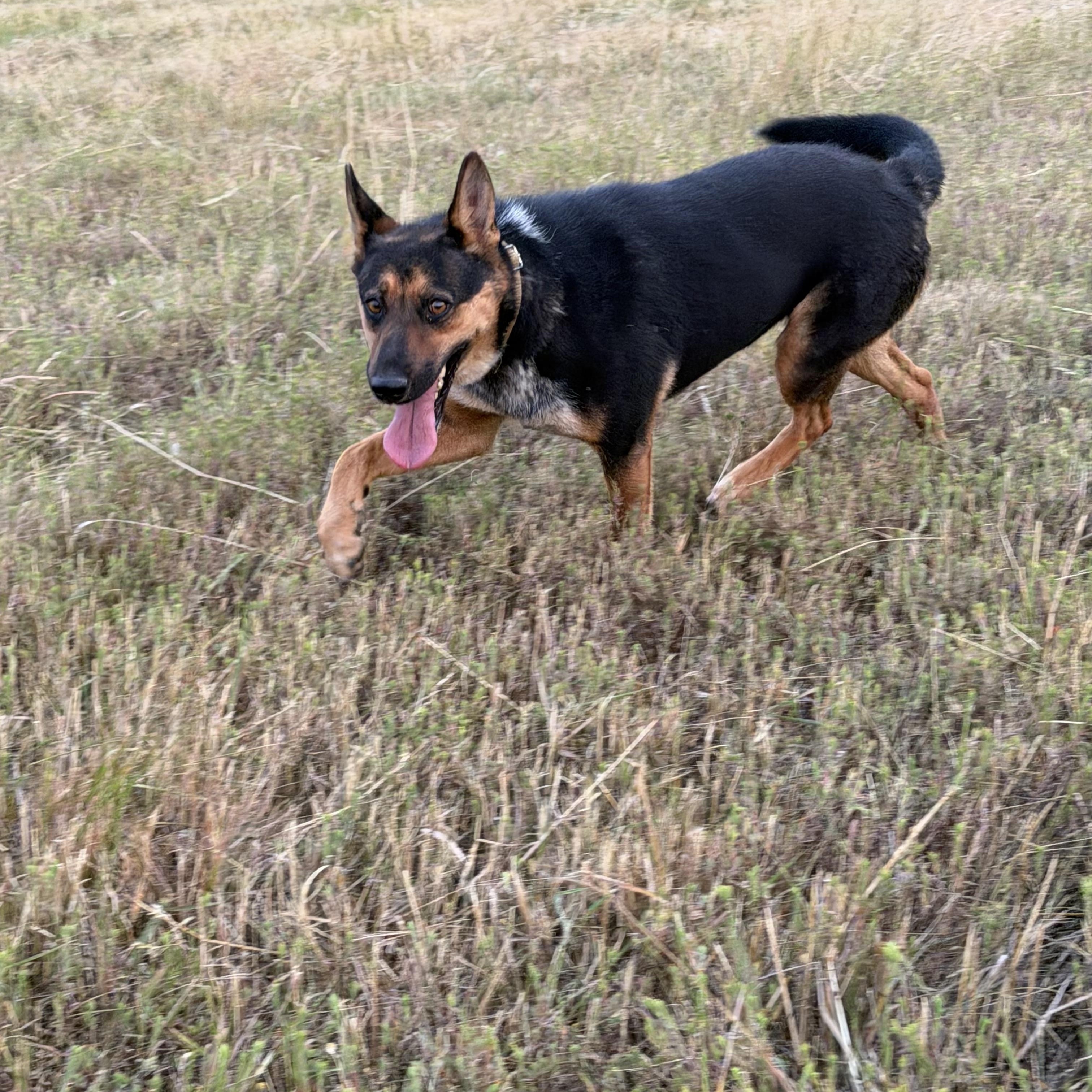 Enlarge Mesa, a Adoptable mixed breed in Plummer, ID image 2/5