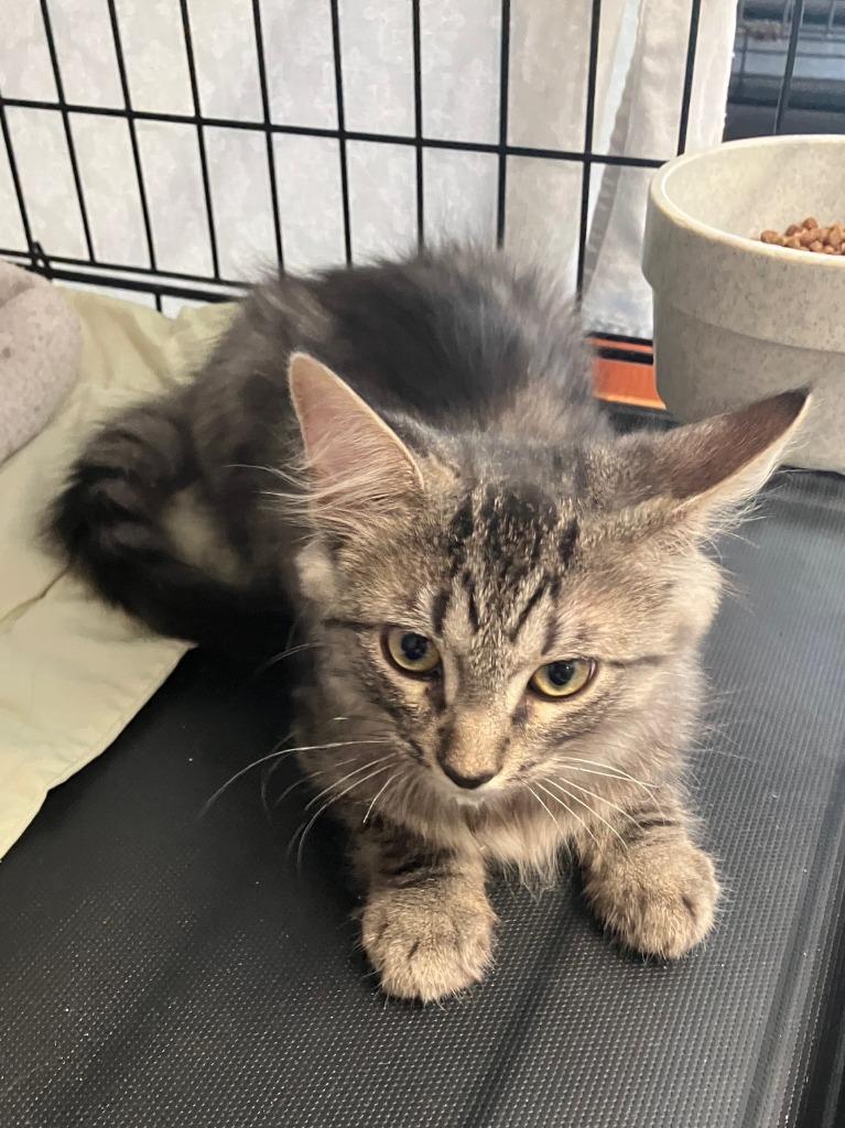 Eddie, Adoptable, Kitten Male Domestic Medium Hair.