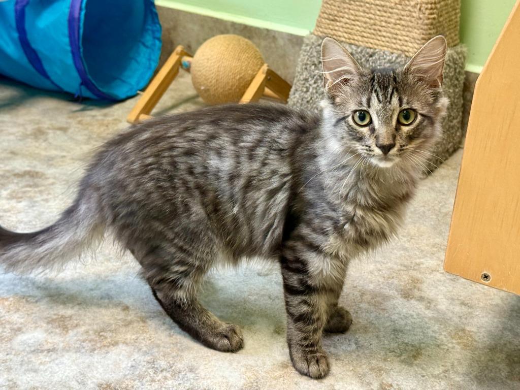 Enlarge Eddie, a Adoptable mixed breed in Lunenburg, MA image 2/3