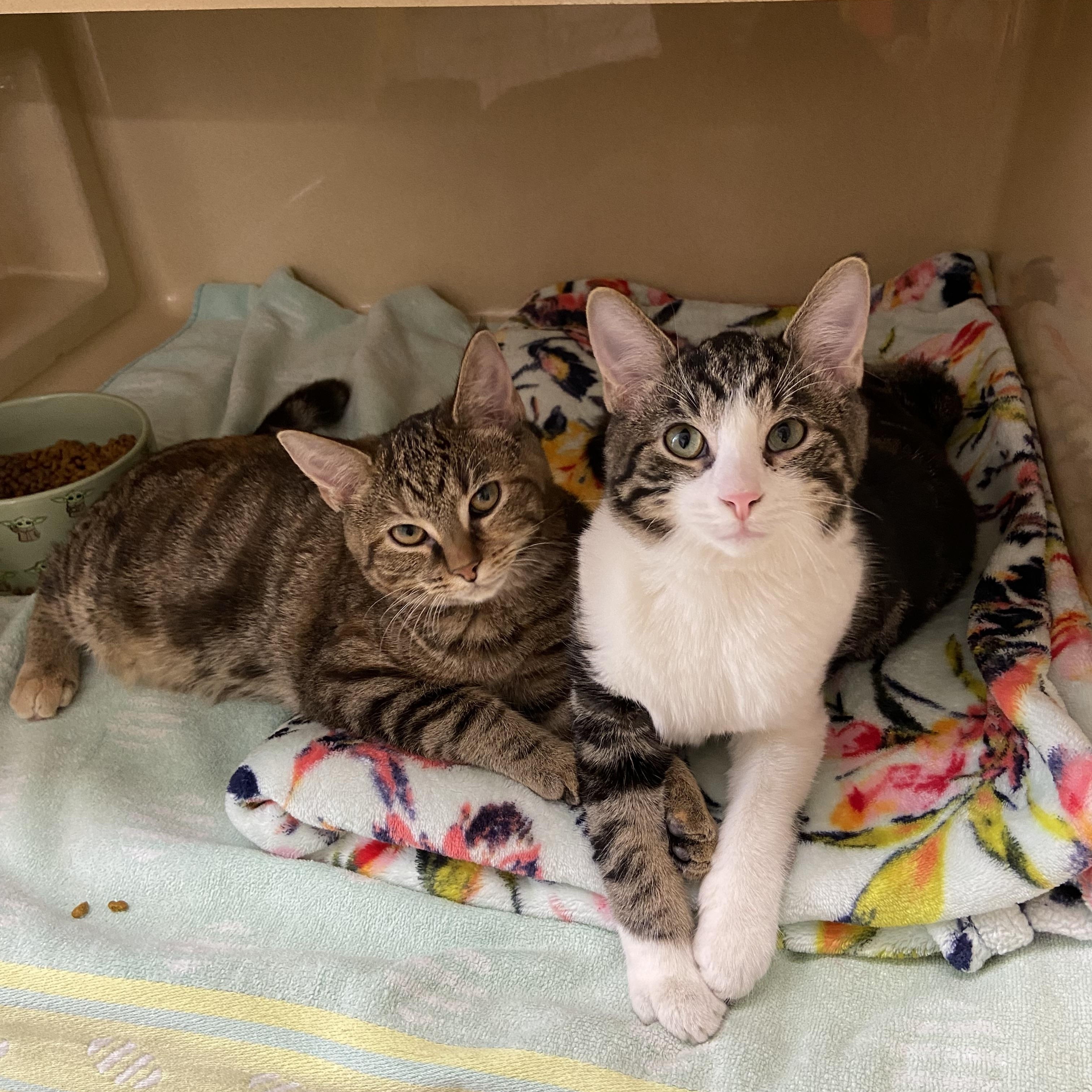 Enlarge Sunni & Tummi , a ADOPTABLE Domestic Short Hair in Indianapolis, IN image 1/1