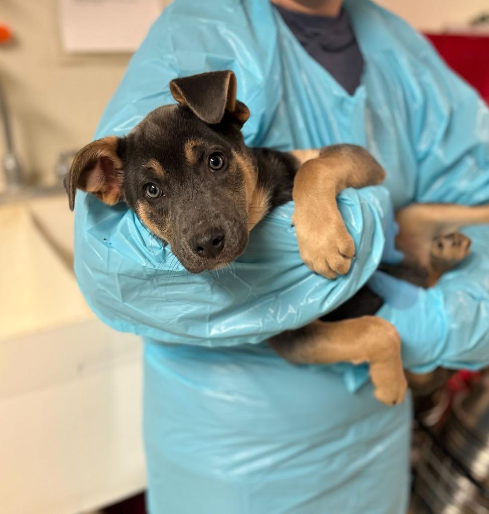 Life Alert, Adoptable, Puppy Male Mixed Breed.