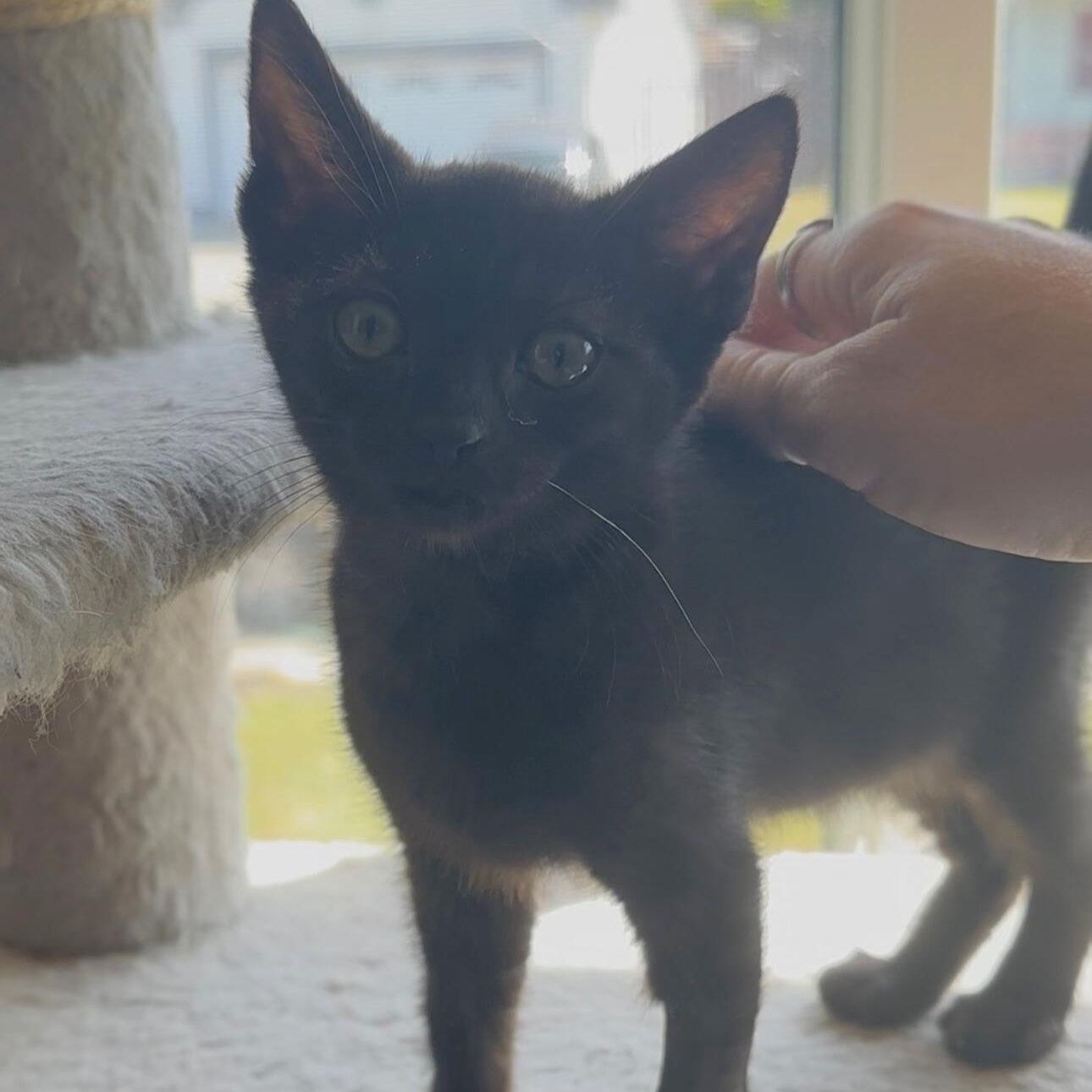 Poquito