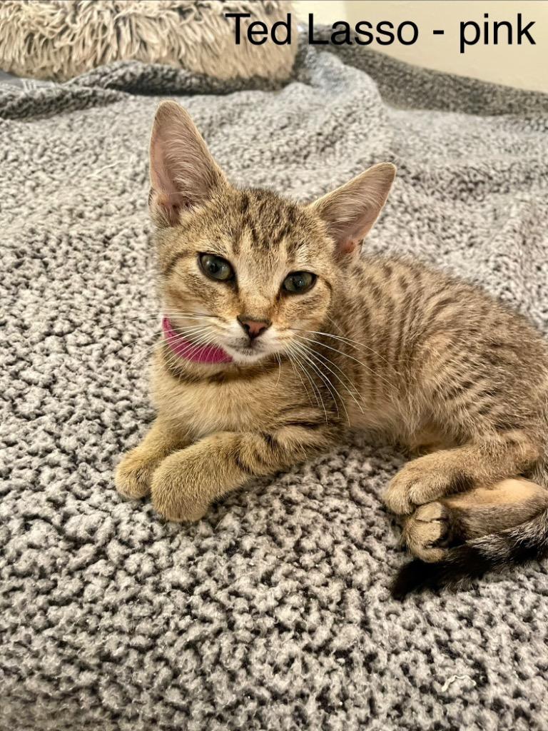 Ted Lasso, Adoptable, Kitten Male Domestic Medium Hair.