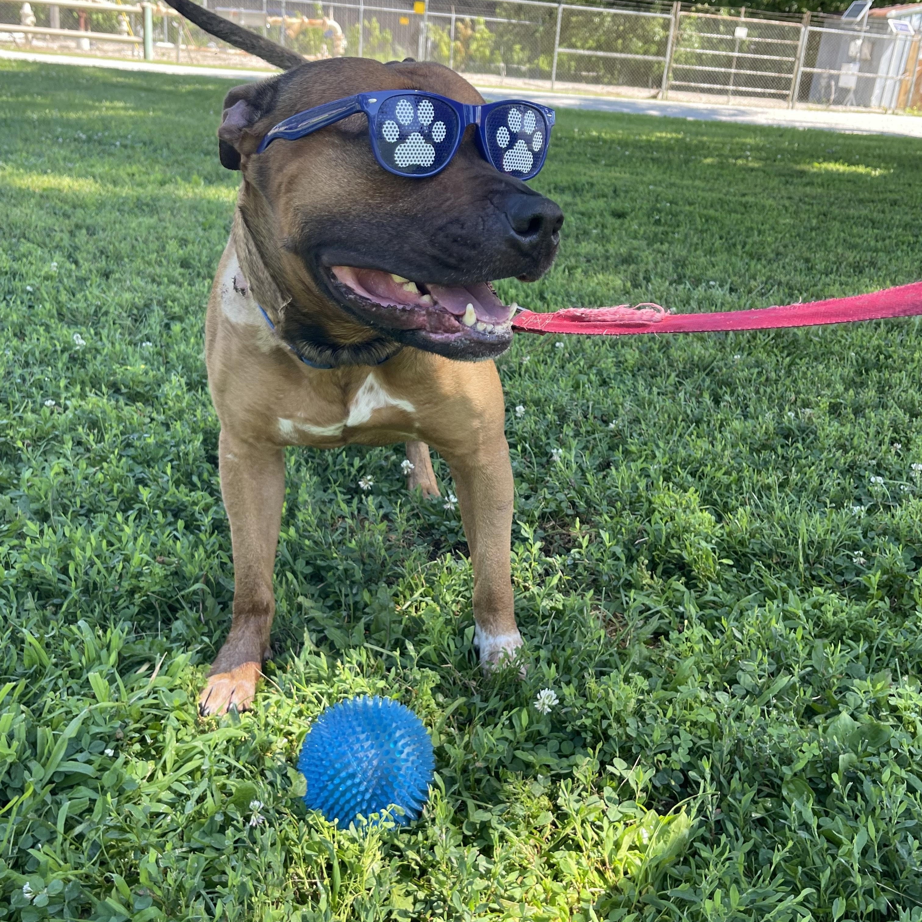 Bruno photo 3