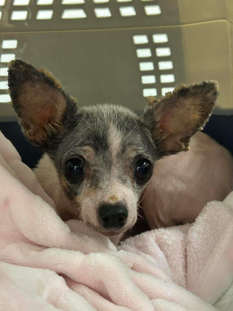 Buttercup — thumbnail 2