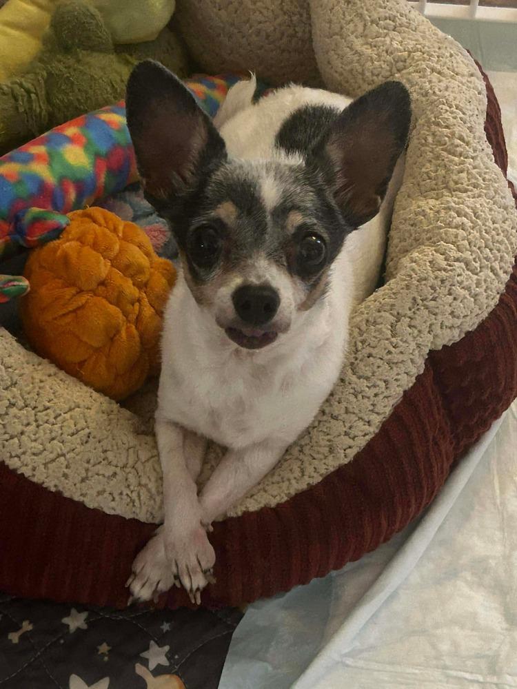 Buttercup — thumbnail 3