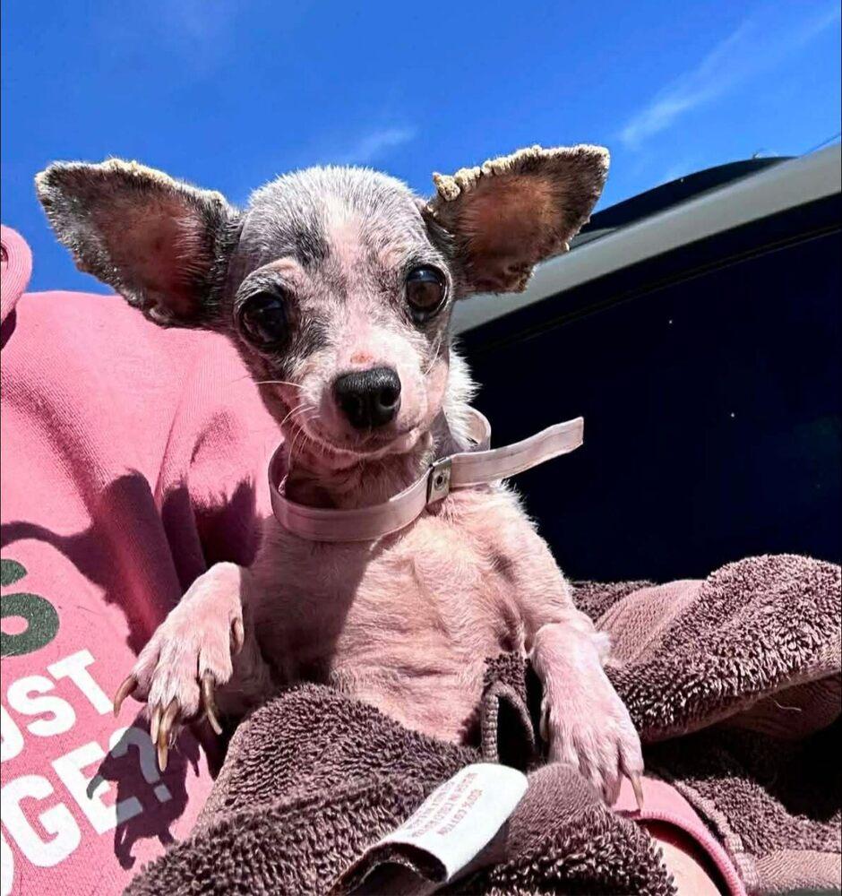 Buttercup — thumbnail 4