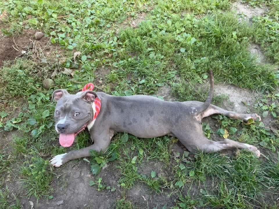 Enlarge Melvin, a Adoptable Pit Bull Terrier in Chicago, IL image 4/5