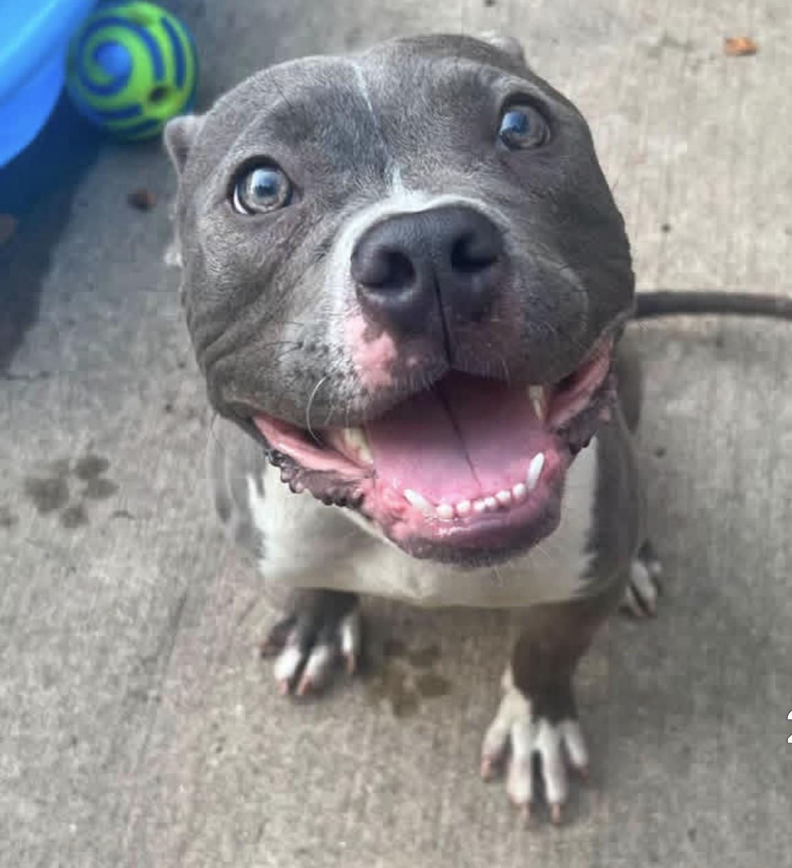 Melvin, Adoptable, Adult Male Pit Bull Terrier.