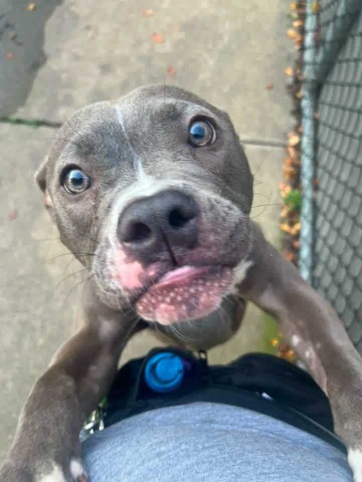 Enlarge Melvin, a Adoptable Pit Bull Terrier in Chicago, IL image 2/5