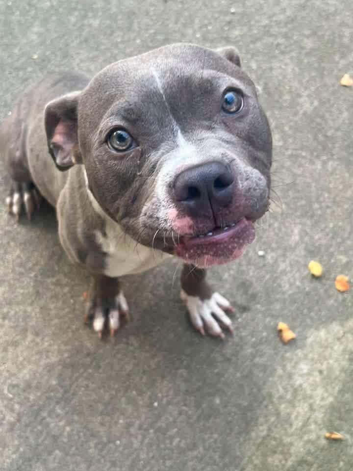 Enlarge Melvin, a Adoptable Pit Bull Terrier in Chicago, IL image 3/5
