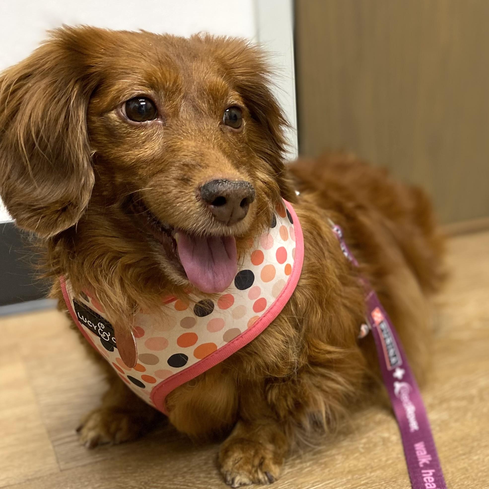 Enlarge Lucy, a ADOPTABLE Dachshund (Miniature Long Haired) in Prior Lake, MN image 5/6