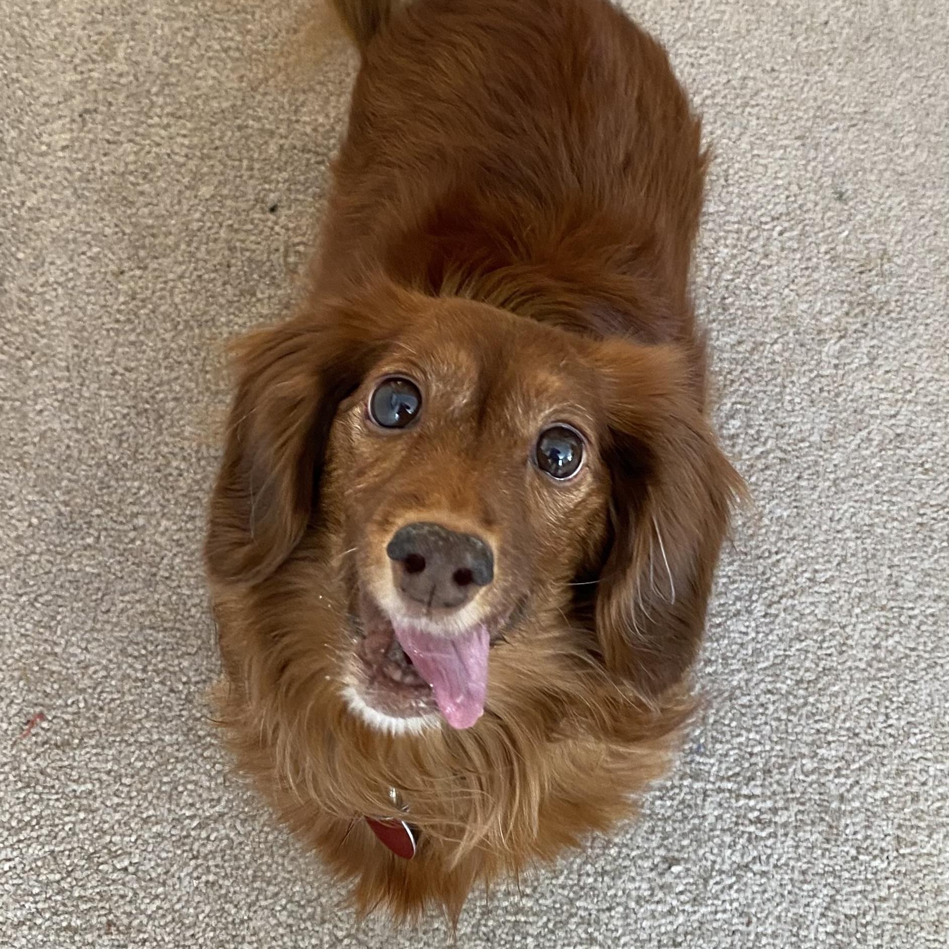 Enlarge Lucy, a ADOPTABLE Dachshund (Miniature Long Haired) in Prior Lake, MN image 1/6