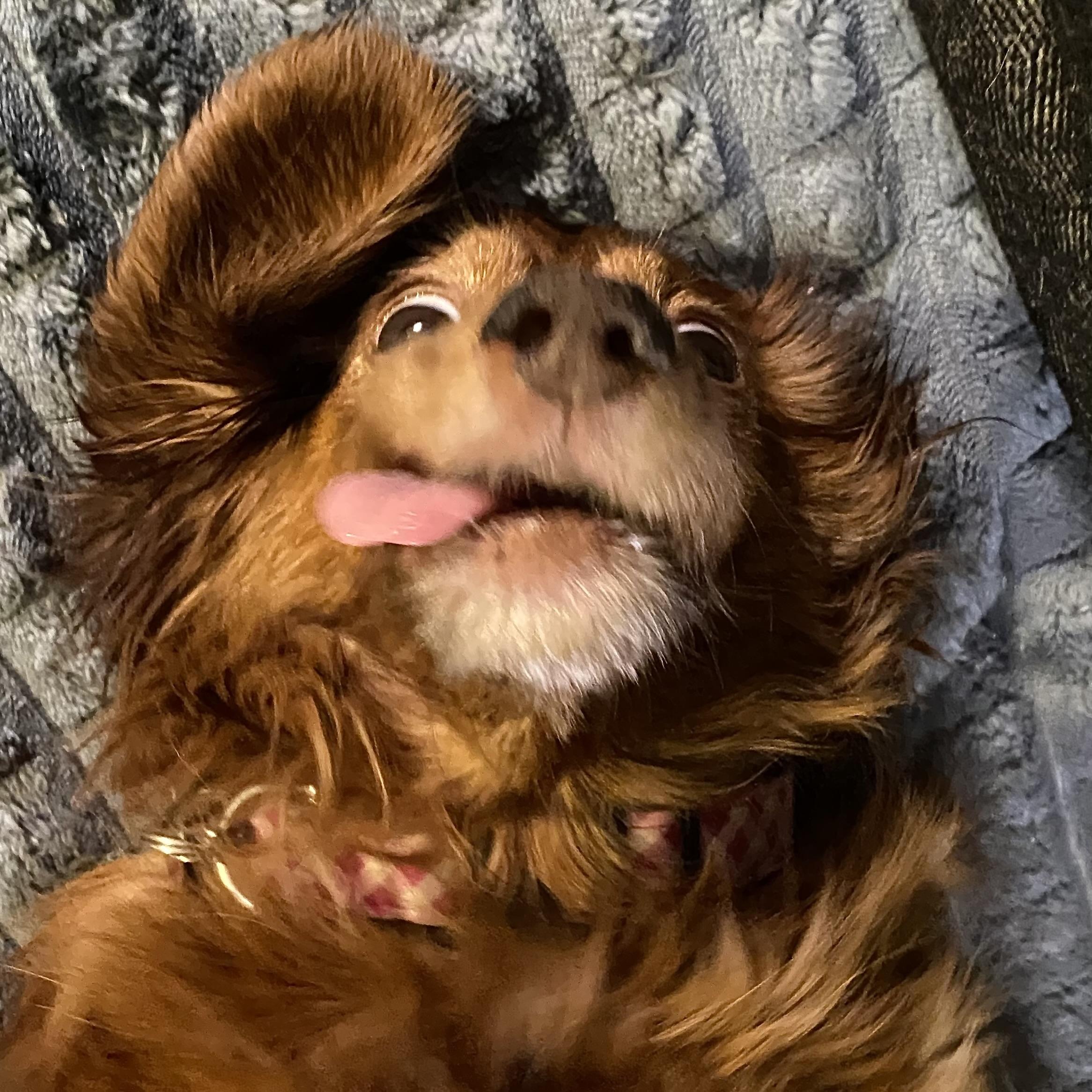 Enlarge Lucy, a ADOPTABLE Dachshund (Miniature Long Haired) in Prior Lake, MN image 3/6