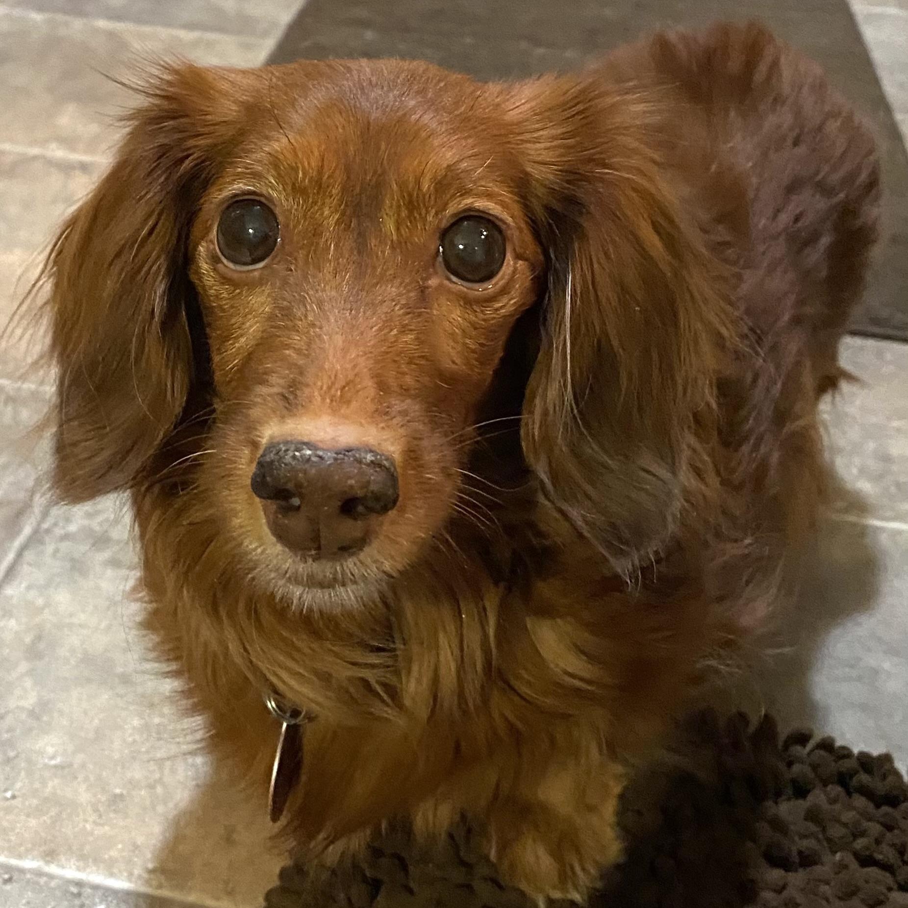 Enlarge Lucy, a ADOPTABLE Dachshund (Miniature Long Haired) in Prior Lake, MN image 2/6