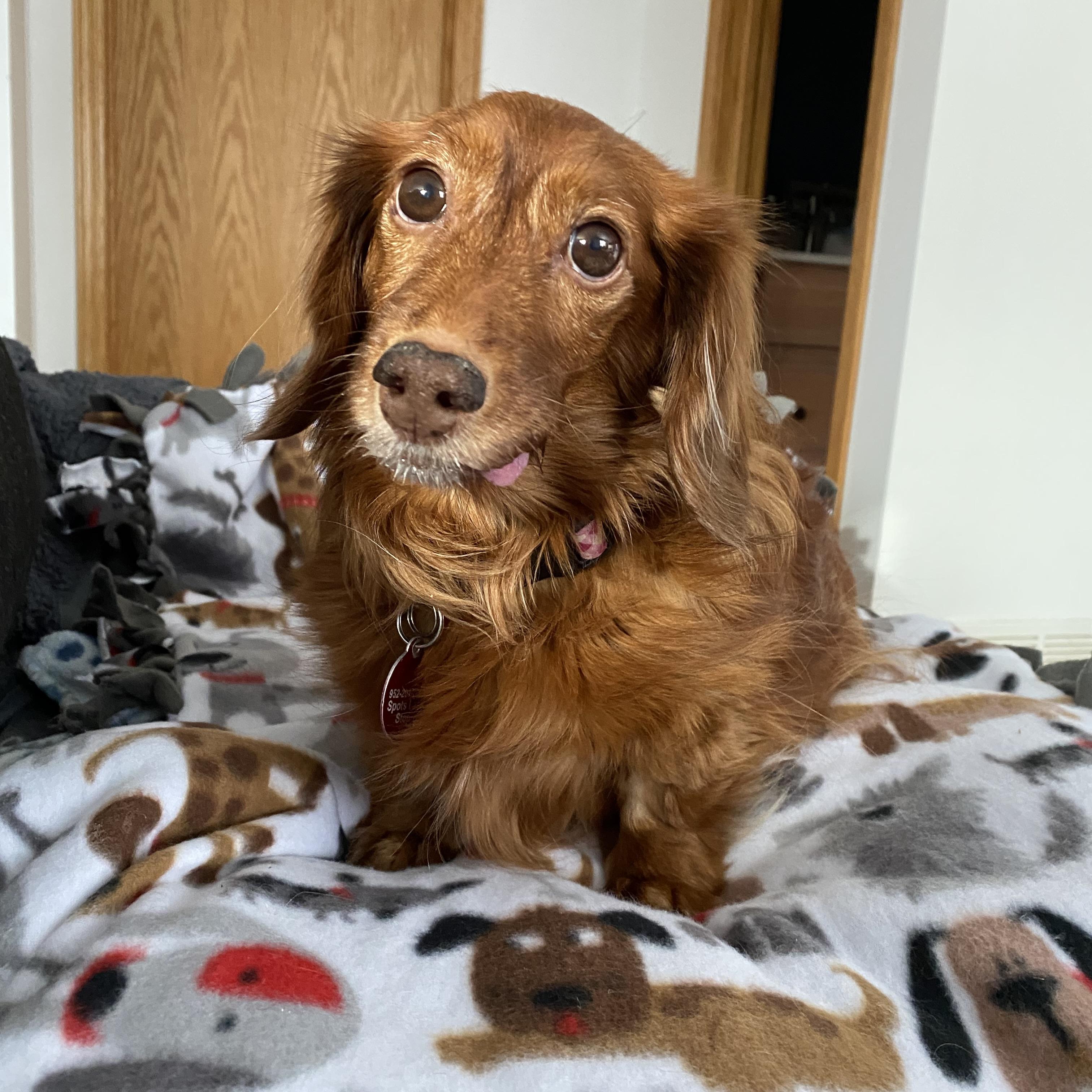 Enlarge Lucy, a ADOPTABLE Dachshund (Miniature Long Haired) in Prior Lake, MN image 4/6
