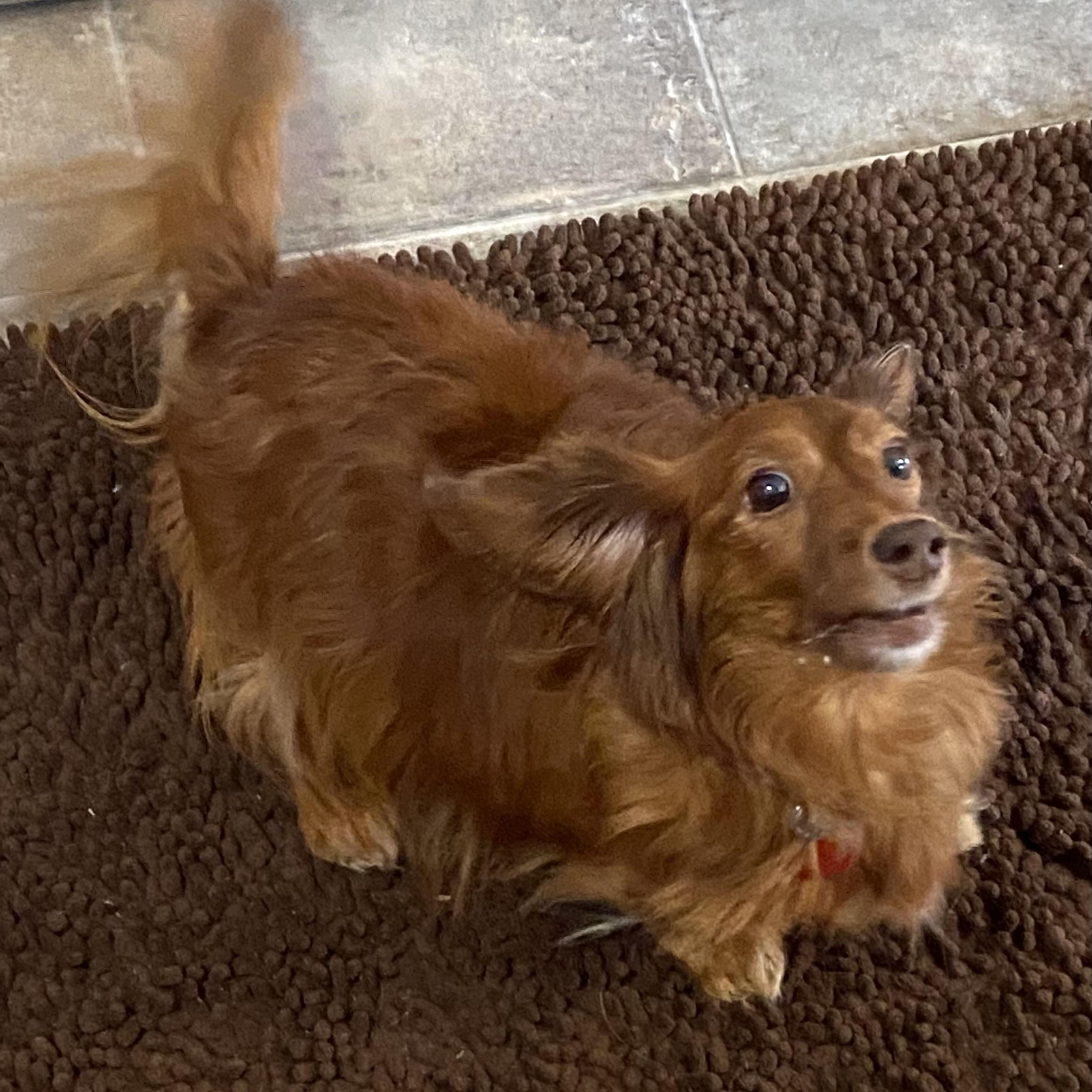 Enlarge Lucy, a ADOPTABLE Dachshund (Miniature Long Haired) in Prior Lake, MN image 6/6