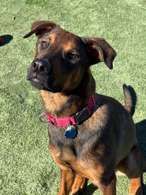 Enlarge Brave, a Adoptable mixed breed in Center Point, TX image 5/5