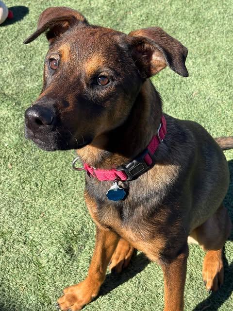 Enlarge Brave, a Adoptable mixed breed in Center Point, TX image 4/5