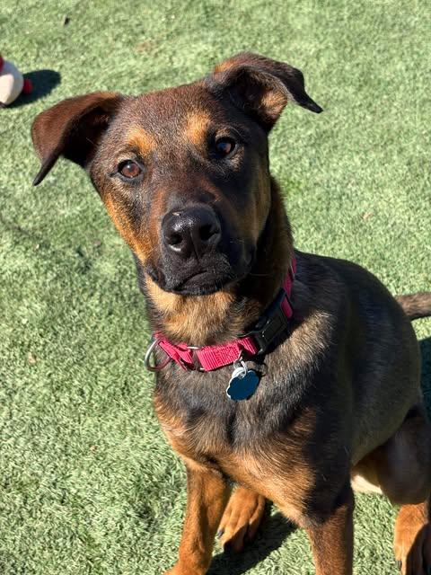 Enlarge Brave, a Adoptable mixed breed in Center Point, TX image 3/5