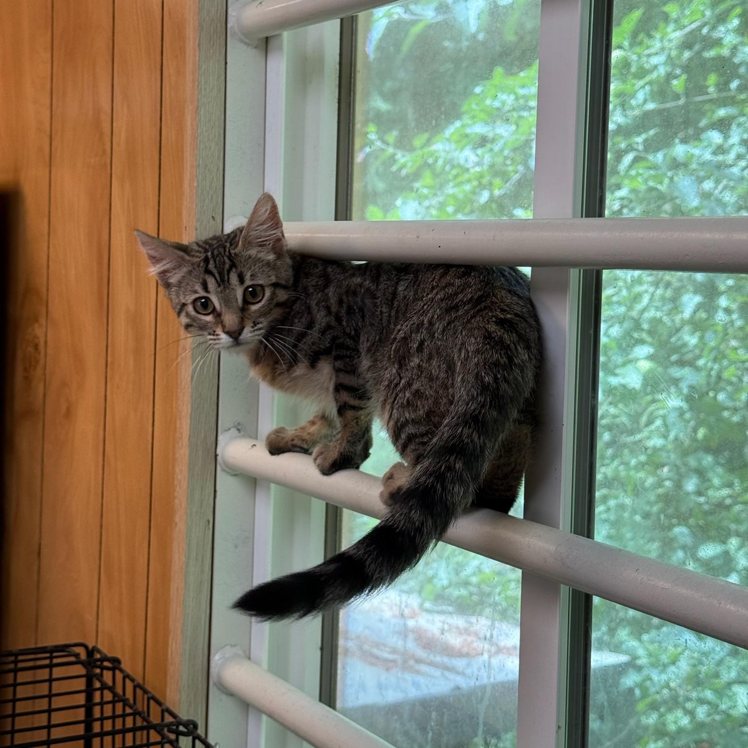 Peony, a ADOPTABLE Domestic Short Hair in Kent, WA image 2/3