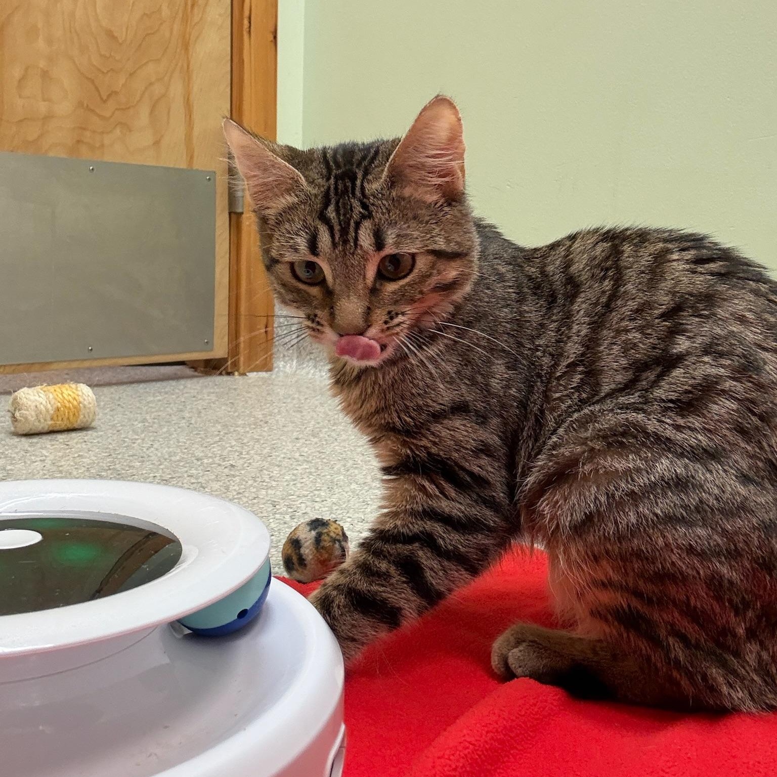 Enlarge Peony, a Adopted Domestic Short Hair in Kent, WA image 4/6