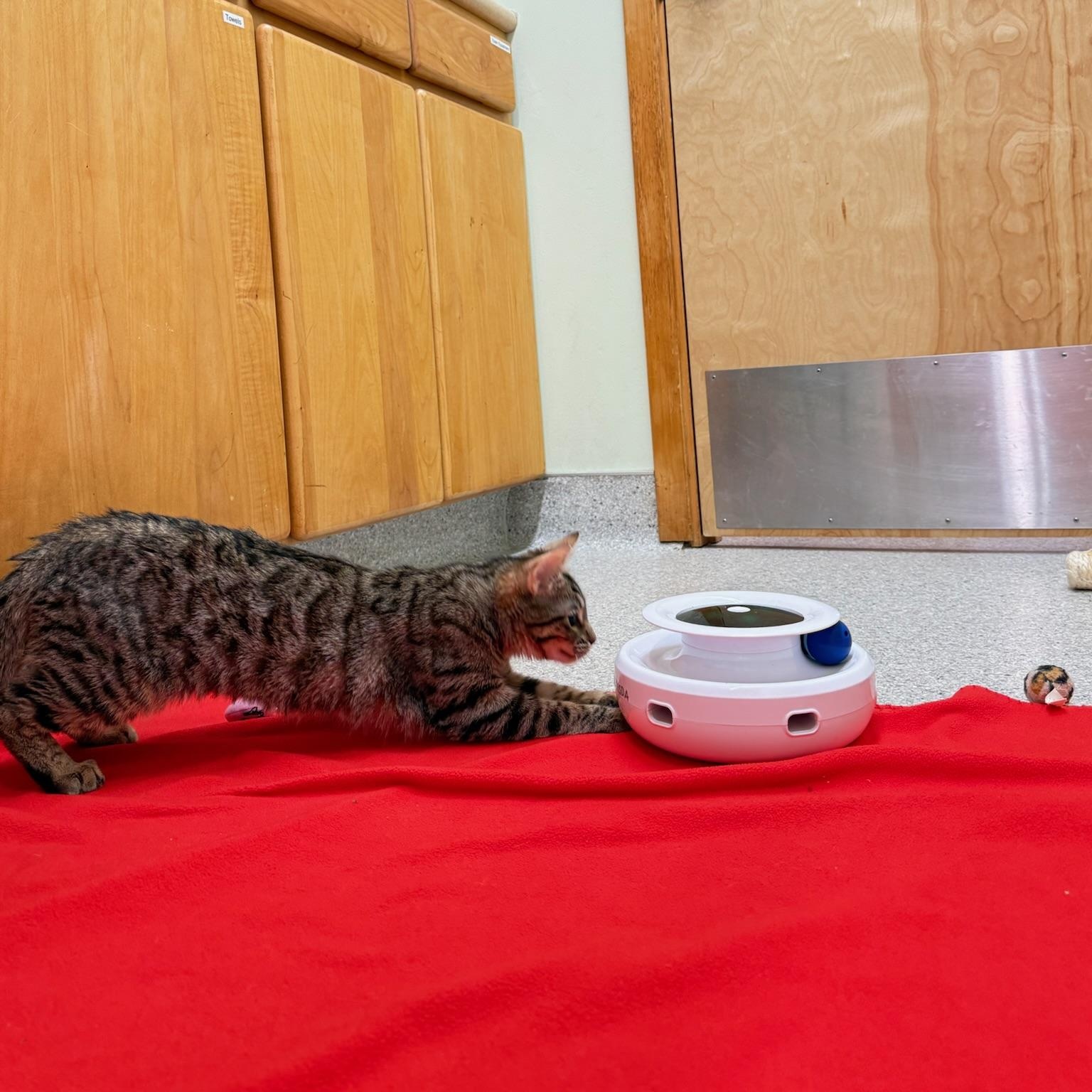 Peony, Adopted, Kitten Female Domestic Short Hair.