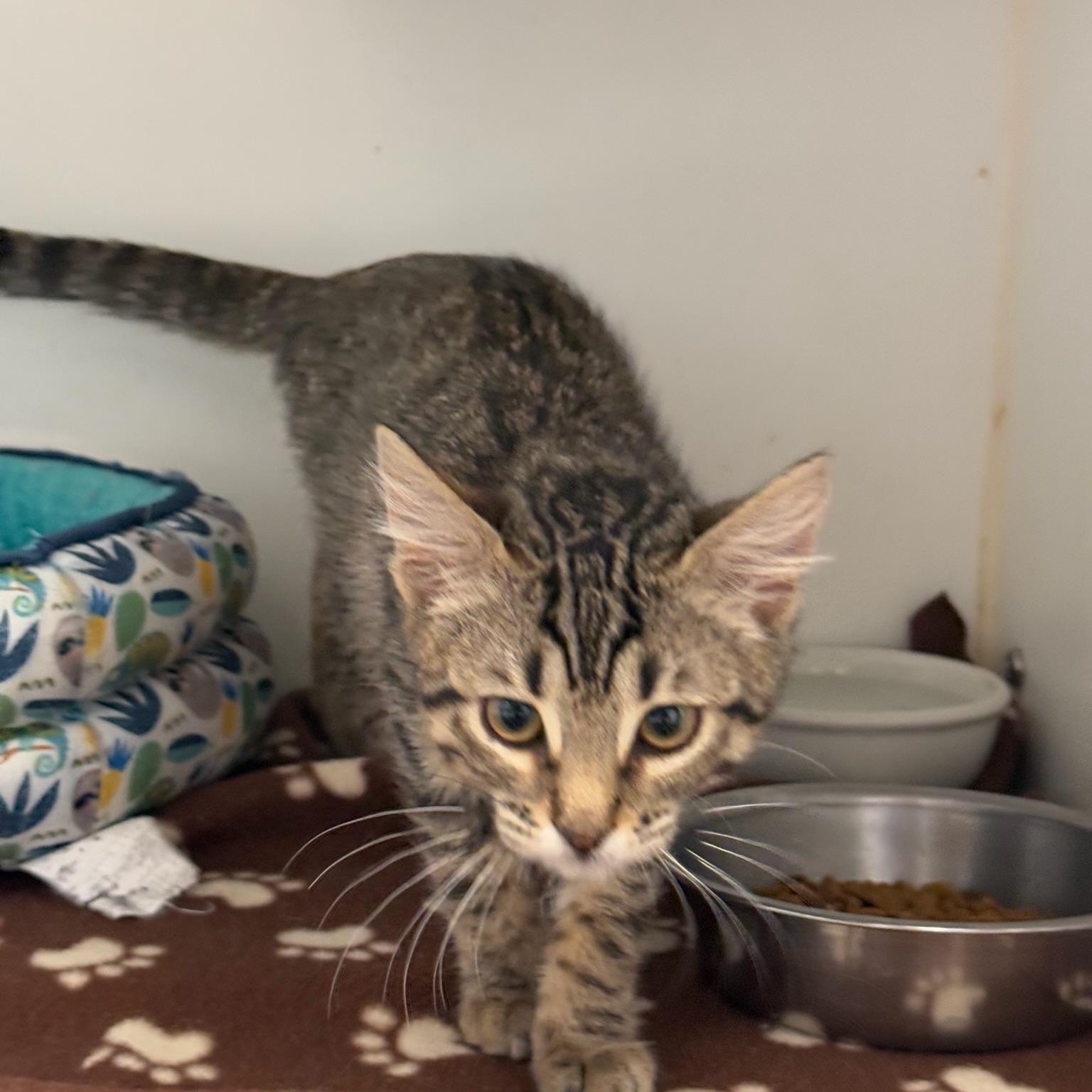 Peony, a ADOPTABLE Domestic Short Hair in Kent, WA image 2/2