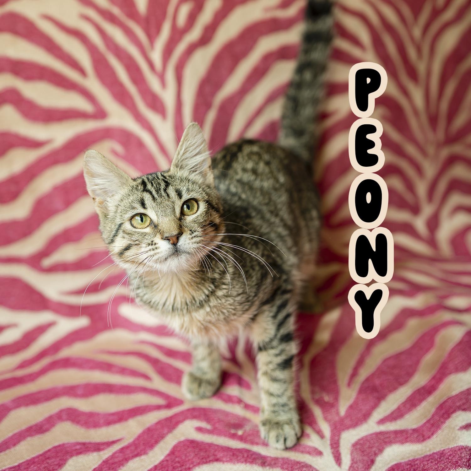 Enlarge Peony, a Adopted Domestic Short Hair in Kent, WA image 3/6