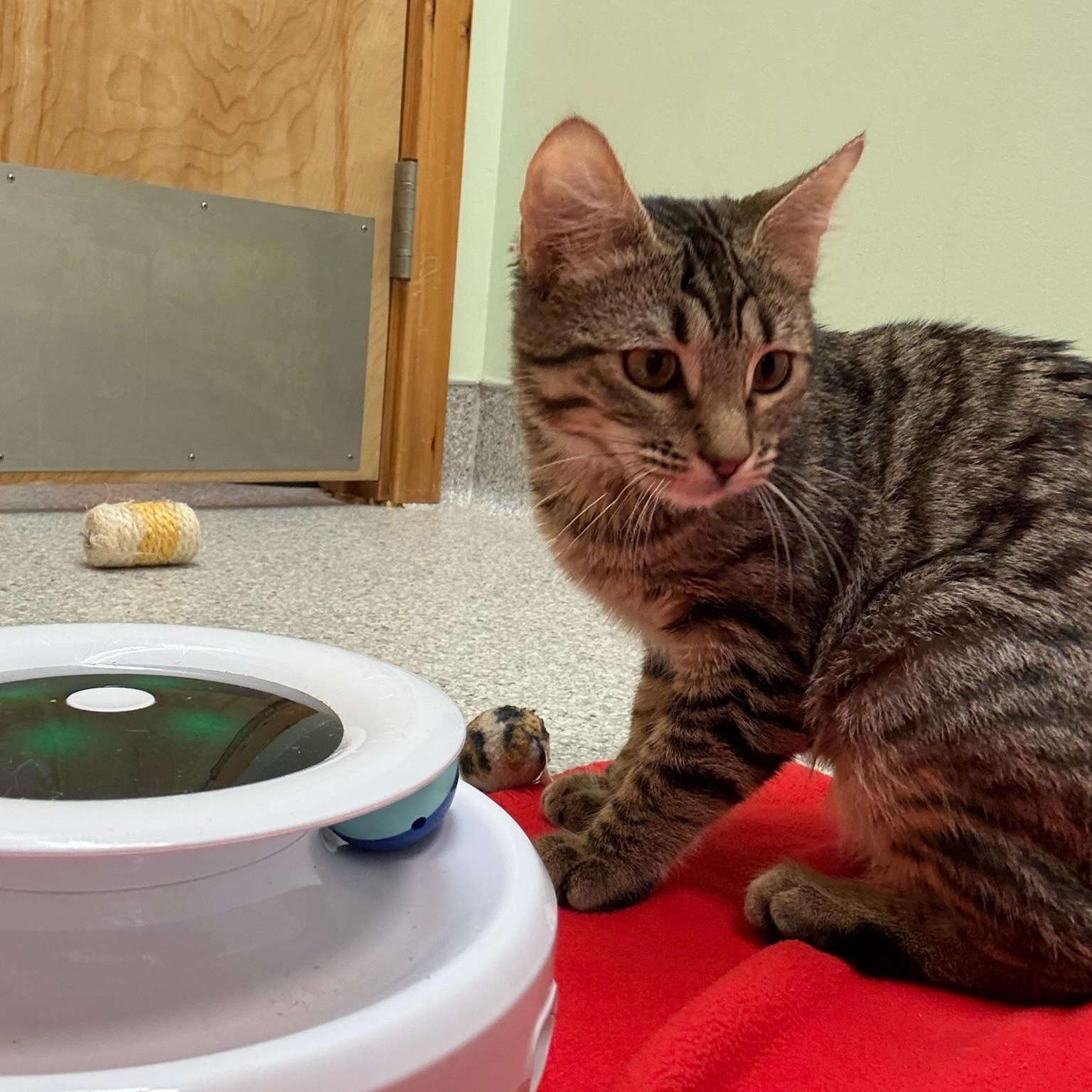 Enlarge Peony, a Adopted Domestic Short Hair in Kent, WA image 2/6