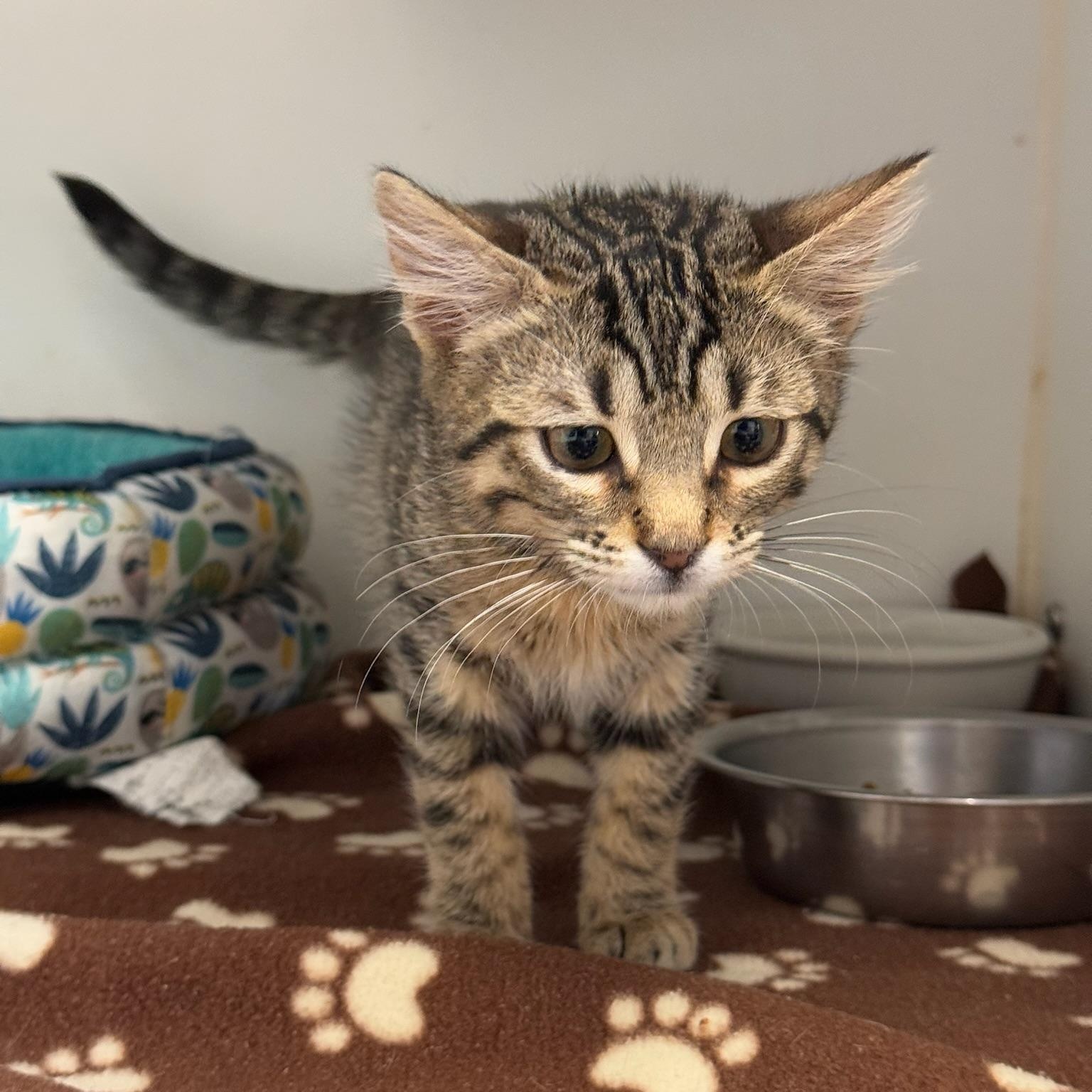 Peony, ADOPTABLE, Kitten Female Domestic Short Hair.