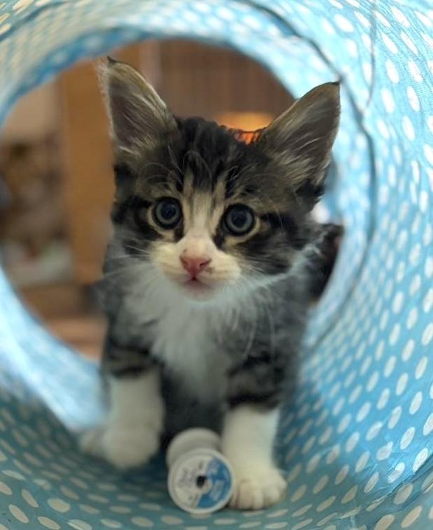 Enlarge Bermuda, an adopted Tabby in Trophy Club, TX image 2/5