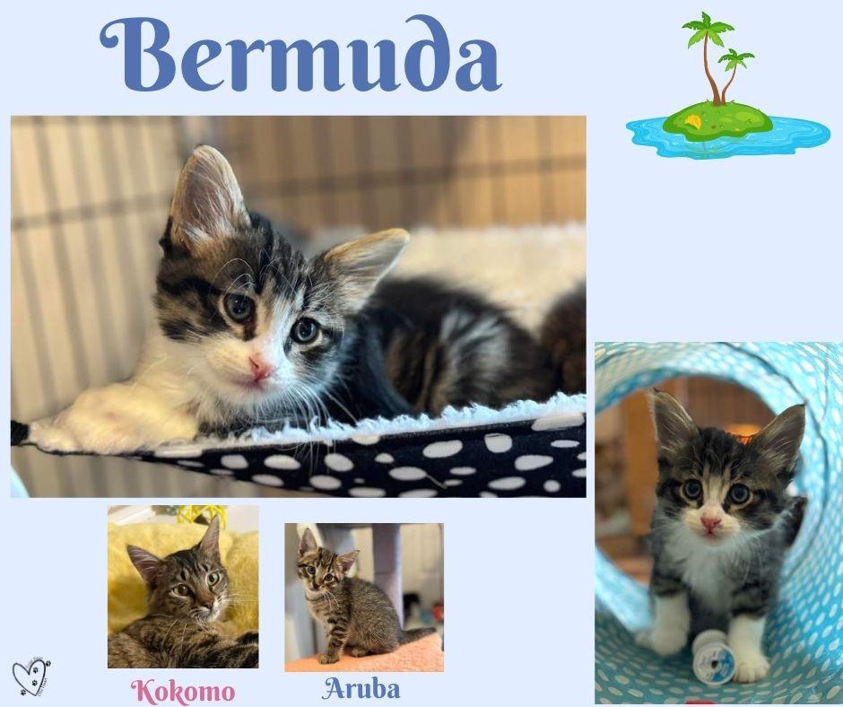 Enlarge Bermuda, an adopted Tabby in Trophy Club, TX image 3/5