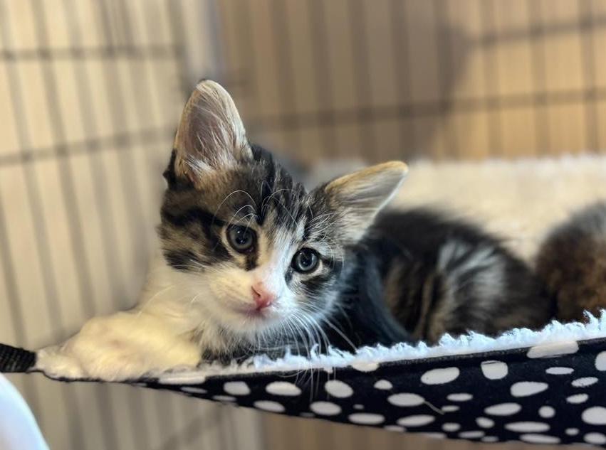 Enlarge Bermuda, an adopted Tabby in Trophy Club, TX image 1/5