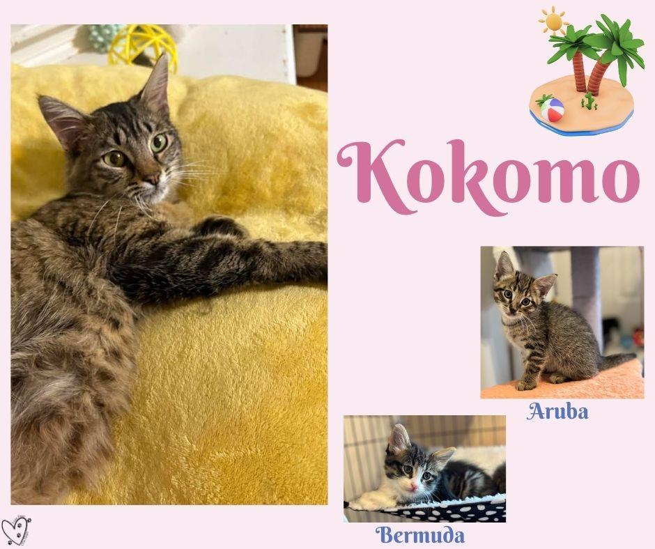 Enlarge Bermuda, an adopted Tabby in Trophy Club, TX image 5/5