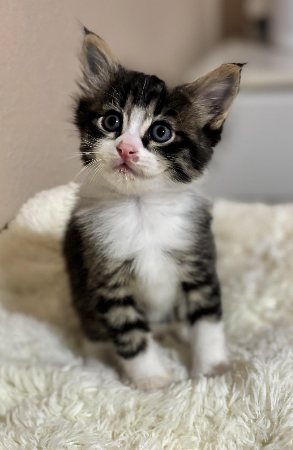 Enlarge Bermuda, an adopted Tabby in Trophy Club, TX image 4/5