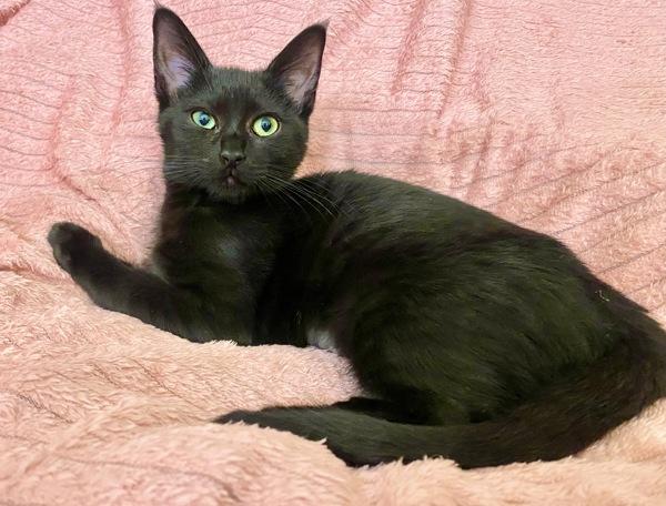 Cupcake, Adoptable, Young Female Domestic Short Hair.