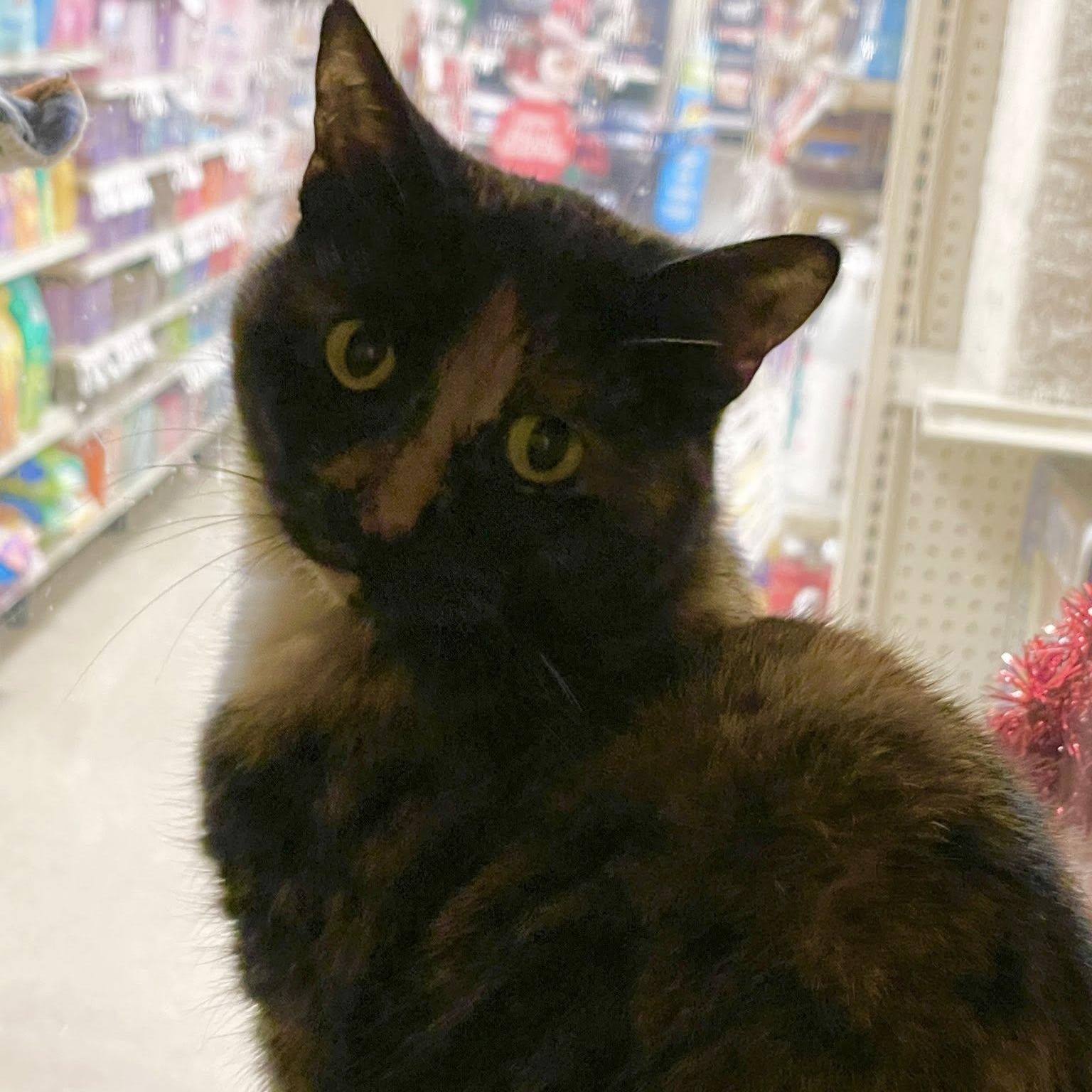 Habibi, Adoptable, Adult Female Domestic Short Hair.