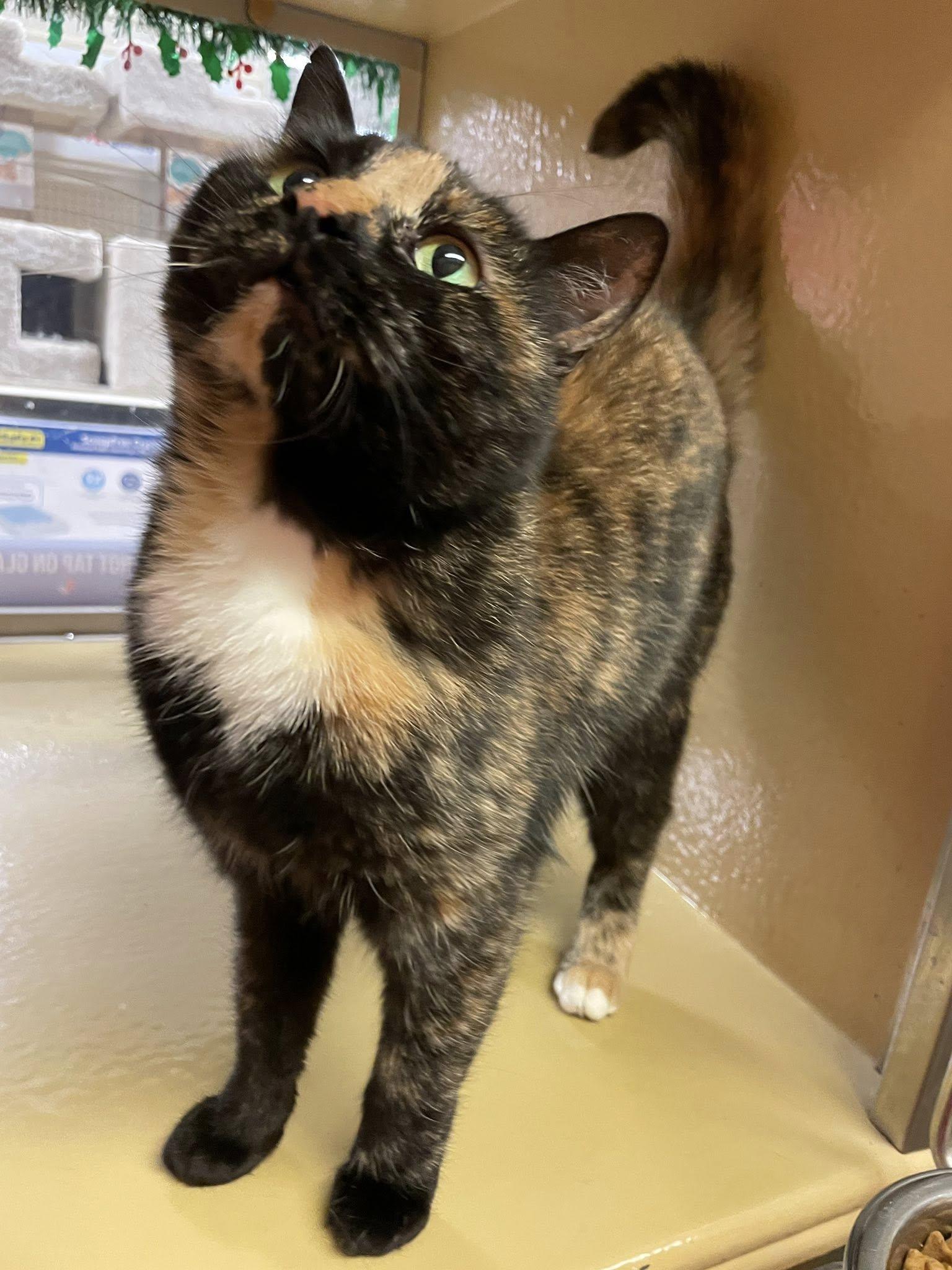 Enlarge Habibi, a Adoptable Domestic Short Hair in Sterling Heights, MI image 2/2