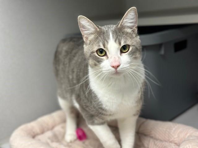 Enlarge ADMIRAL, a Adoptable Domestic Short Hair in Fairfield, CA image 1/1