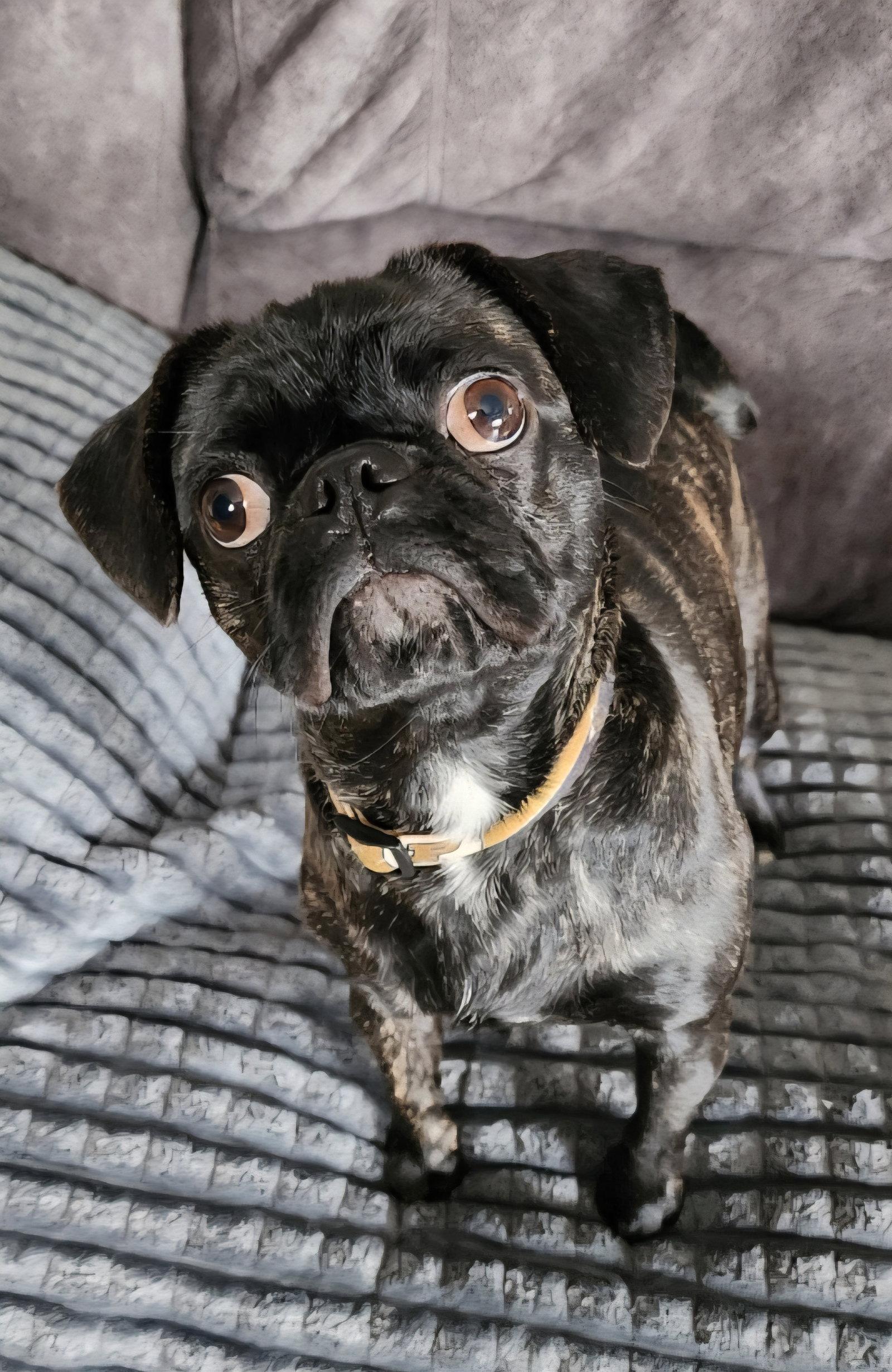 Enlarge Sissy, a Adoptable Pug in Dublin, OH image 1/3