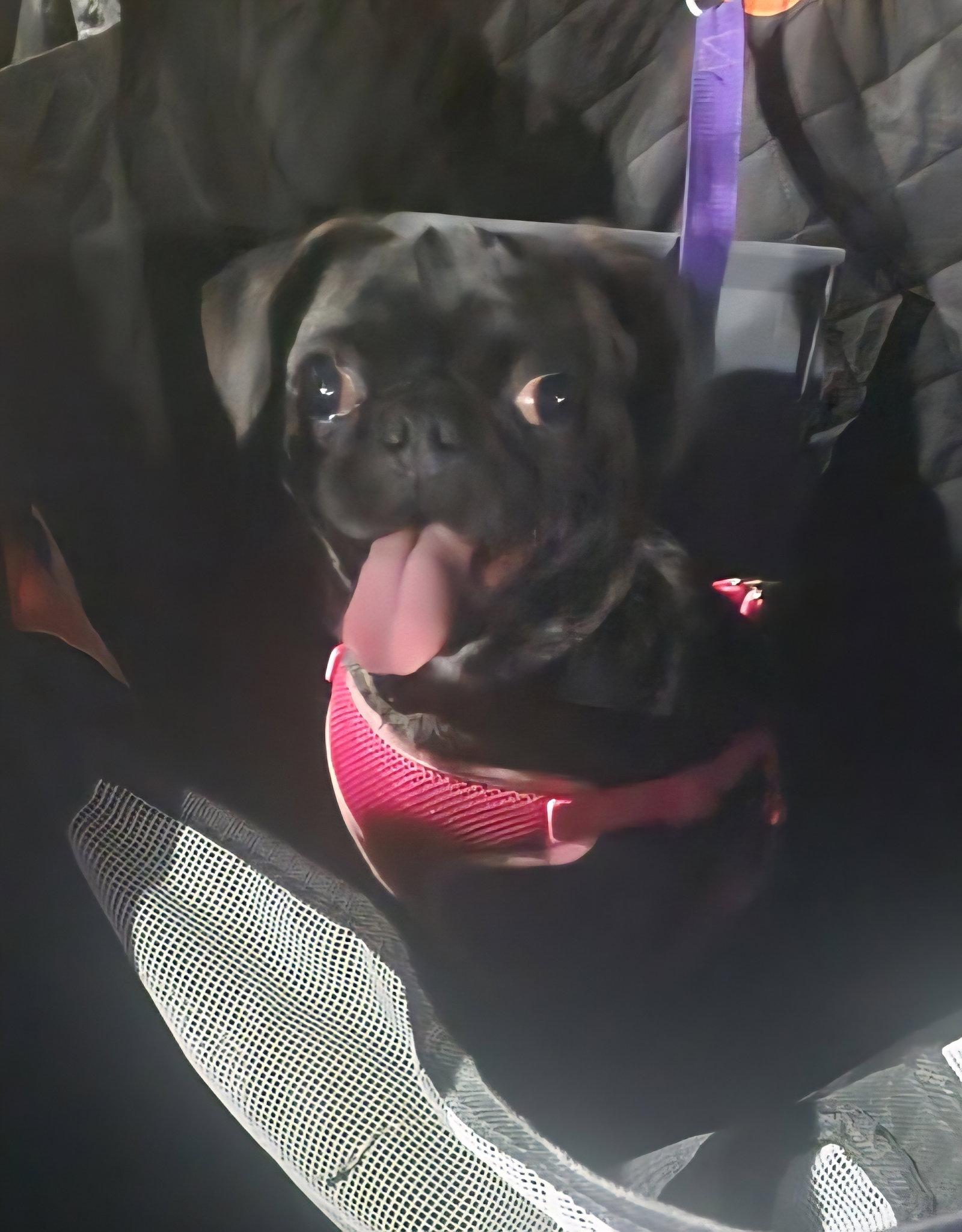 Enlarge Sissy, a Adoptable Pug in Dublin, OH image 2/3